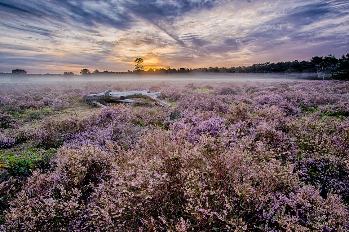 Meer Aandacht voor Groen: Vennebulten & Aaltense Goor